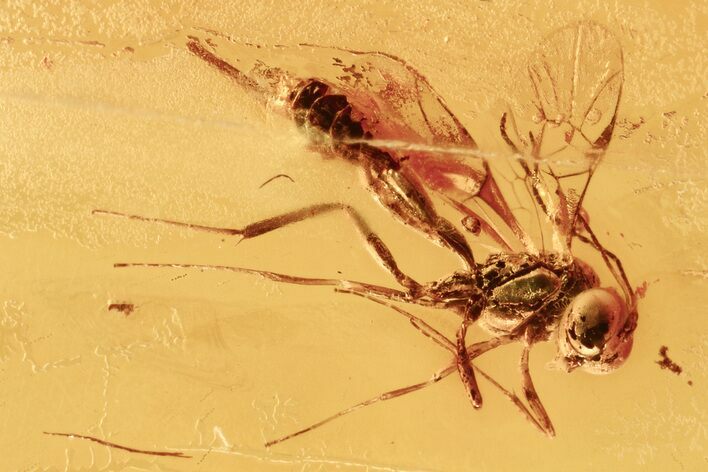 Detailed Fossil Ichneumon Wasp (Ichneumonidae) In Baltic Amber #275420